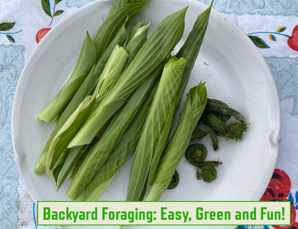 Backyard Foraging: Easy, Green and Fun!